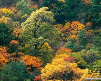 Autumn Fall Forest Wallpaper Art Print Desktop