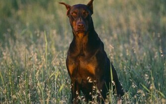 HD Wallpaper Doberman Pinscher Undocked Tail X Kb Jpeg