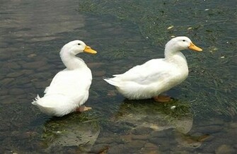 Two White Baby Duck HD Wallpaper