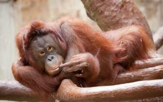 Orangutan Computer Wallpaper Desktop Background