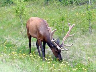 Elk Wallpaper Weddingdressin