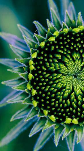 Very Good Plant iPhone Plus Wallpaper HD