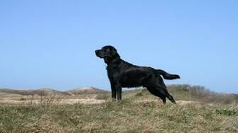 Black Labrador Retriever Wallpaper