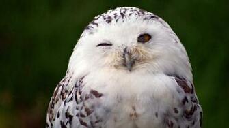 White Owl Wallpaper High Quality