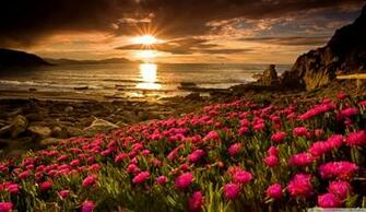 Flower Desktop Wallpaper HD Smart