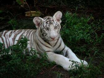 White Tiger Cub Wallpaper