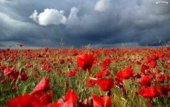Youwall Poppy Field Wallpaper