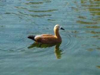 7art Clipart And Wallpaper Mature Duck