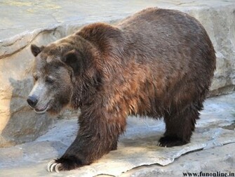 Black Bear Wallpaper American Bears HD