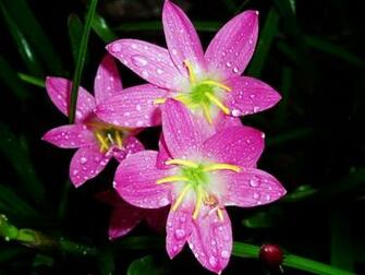 Wallpaper S Cute Flowers