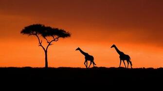 Giraffe Silhouette Wallpaper X