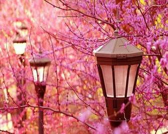 Delightful Collection Of Spring Wallpaper Crazy Frankenstein