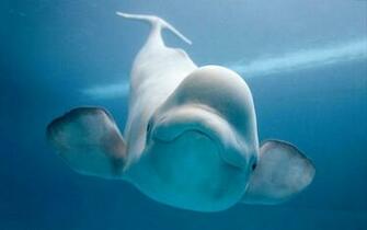 Beluga Whale Wallpaper