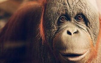 Orangutan Wallpaper And Background Image Net