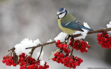 Winter Birds Wallpaper Crazy Frankenstein