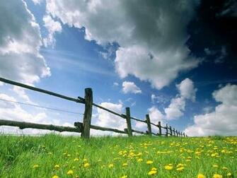 Summer Flowers Wallpaper Hot Beach