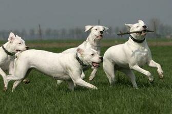 Dogo Argentino Wallpaper HD