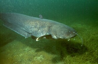 Wels Catfish Wallpaper