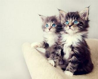 Most Beautiful Cats Wallpaper