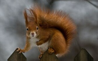 Squirrel Wallpaper Apple Desktop Background Animals Mac
