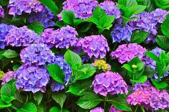 And So Are The Hydrangeas Wallpaper Picswallpaper