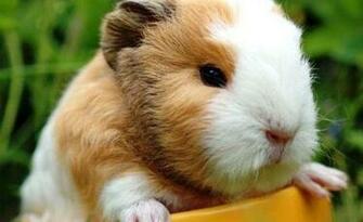 Cute Guinea Pigs Wallpaper HD Wallpapermine