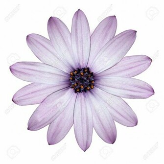 Wallpaper For Single Purple Flower White Background