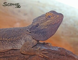 Bearded Dragon Wallpaper