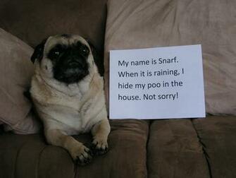 Snarf Doesn T Enjoy The Rain Dogshaming