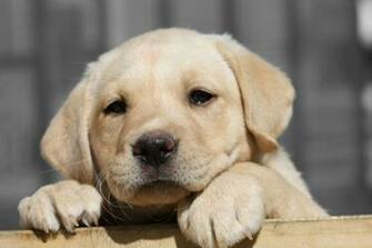 Cardiff Giocher A Tolone Senza Il Trequarti Suo Cane Ha Divorato