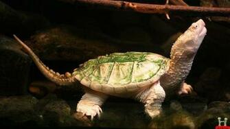 Cute Turtle Wallpaper