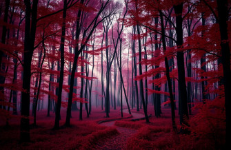 Red Forest Wallpaper