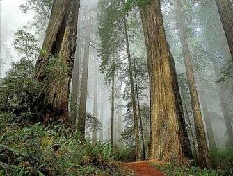 Redwood Forest Wallpaper Cool HD
