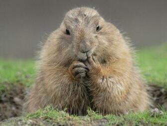 Groundhog Day Wallpaper