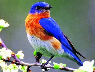 Eastern Bluebirds Wallpaper