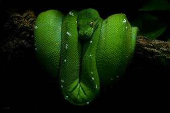 HD Green Garter Snake Pictures Mamba Image