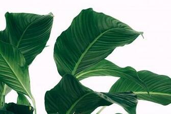Greenery Stock Photos Decor Minimal