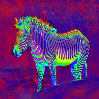 Neon Zebra By Jane Schnetlage