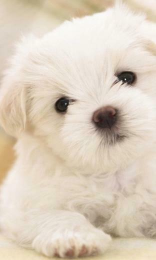 Smscs Photo Puppy Html