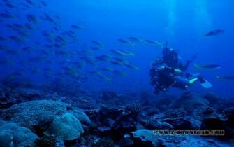 Underwater Desktop Wallpaper Background Pictures