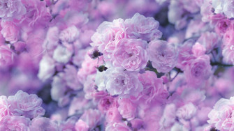 Purple Flower Desktop Wallpaper