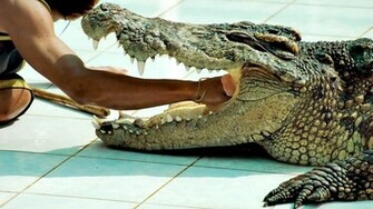 Alligator HD Wallpaper
