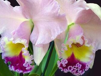 Bearded Irises