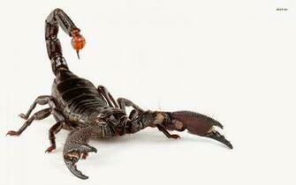 Black Scorpion HD Wallpaper