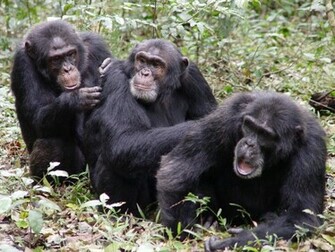 Love U Wallpaper Chimpanzee Background