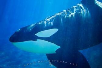 Computer Background Photo Of An A Orca Underwater Swimming By