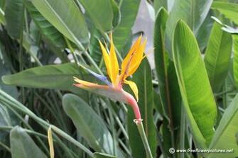 Bird Of Paradise Flower Picture Pictures