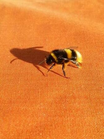 Blue And Black Bee Image