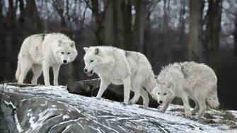White Wolves Pack 4k HD Desktop Wallpaper For Ultra Tv