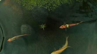 Bigger Koi Fish Live Wallpaper For Android Screenshot